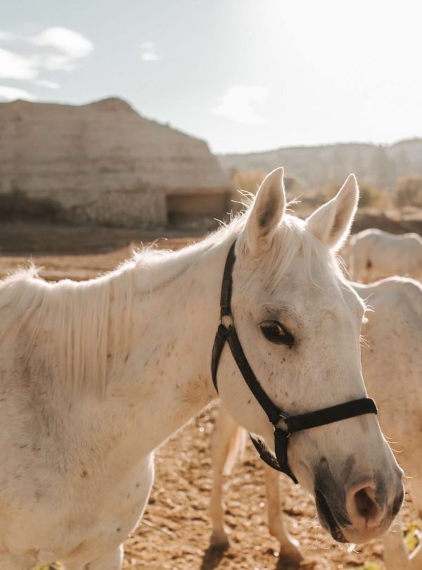 Horse riding tour in Rose Valley