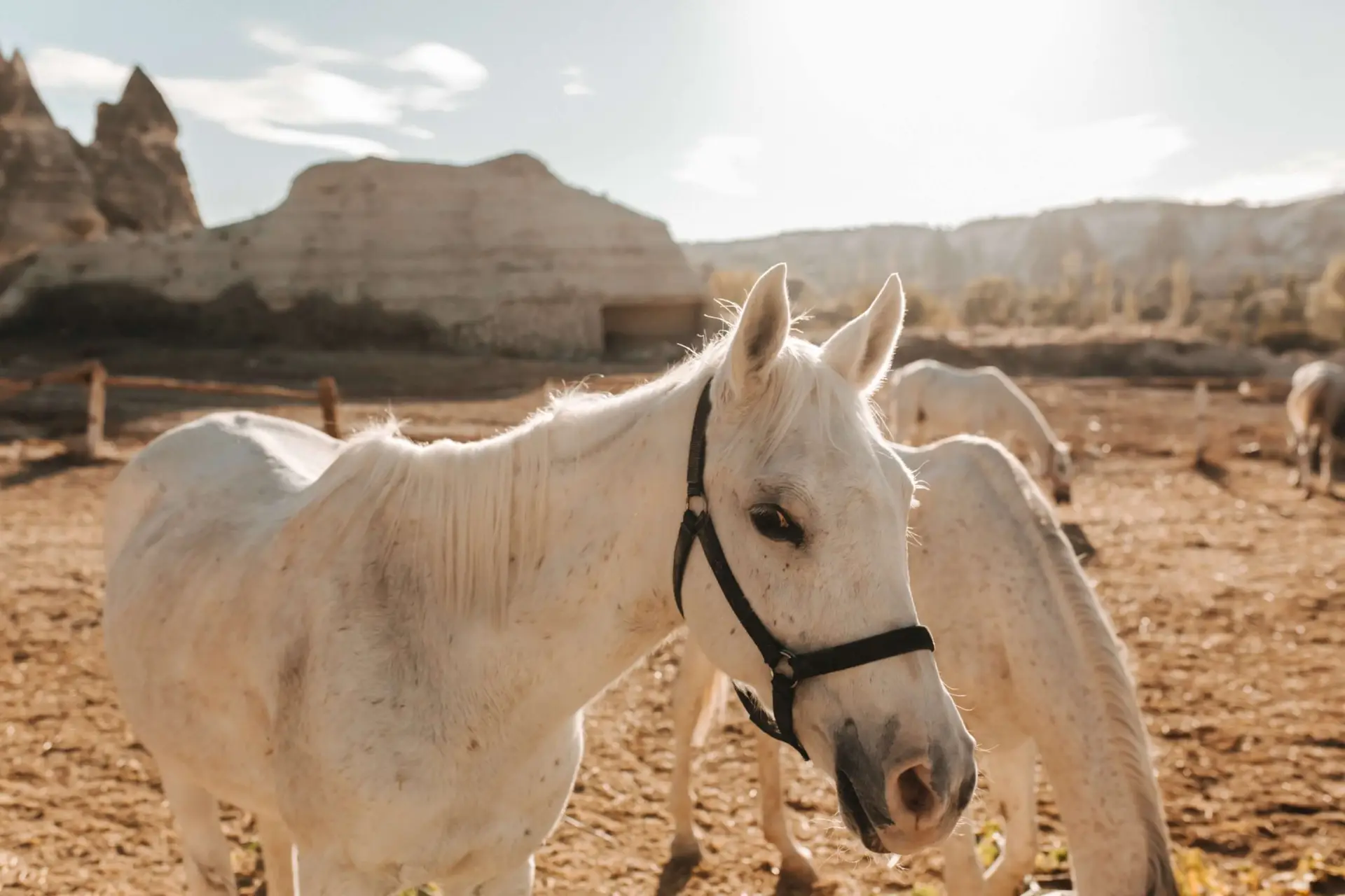 Cappadocian horses